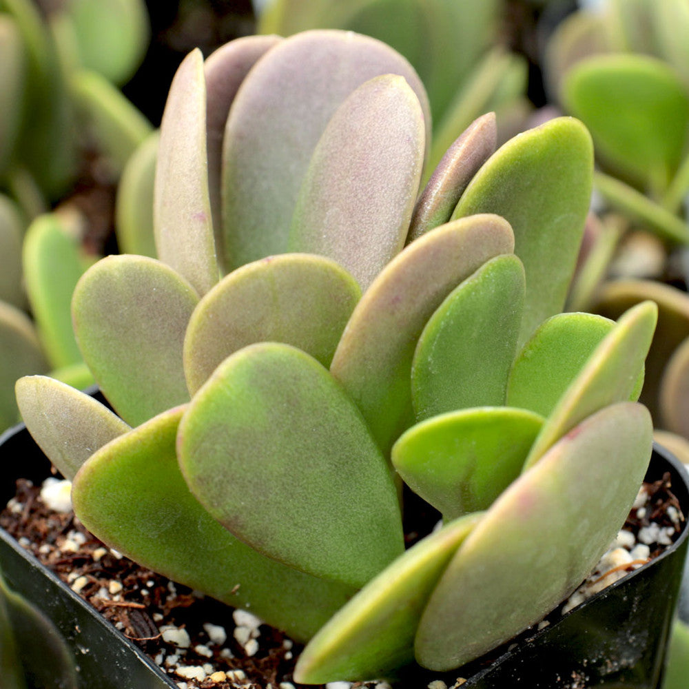 Senecio jacobsenii - Trailing Jade, Weeping Jade