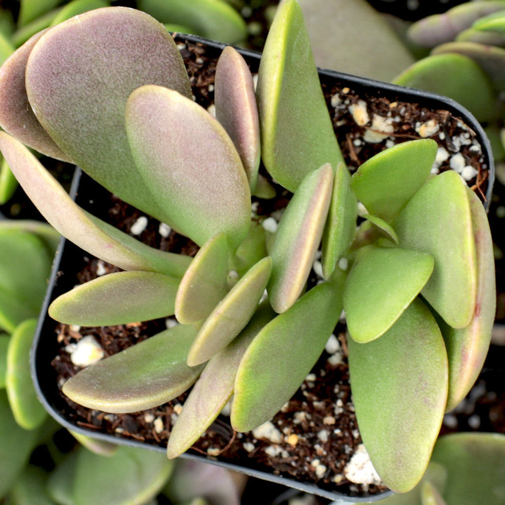 Senecio jacobsenii - Trailing Jade, Weeping Jade