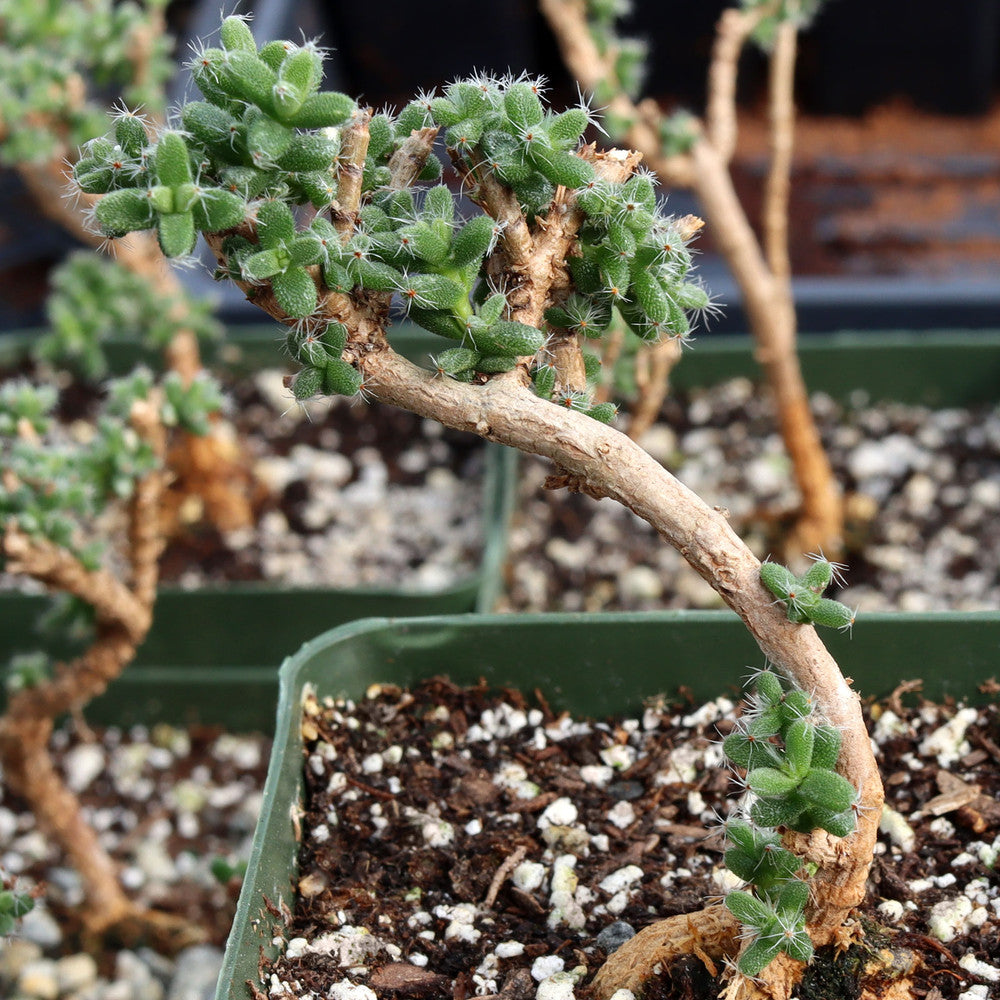 Trichodiadema bulbosum - African Bonsai [caudex] [large]