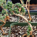 Trichodiadema bulbosum - African Bonsai [caudex] [large]