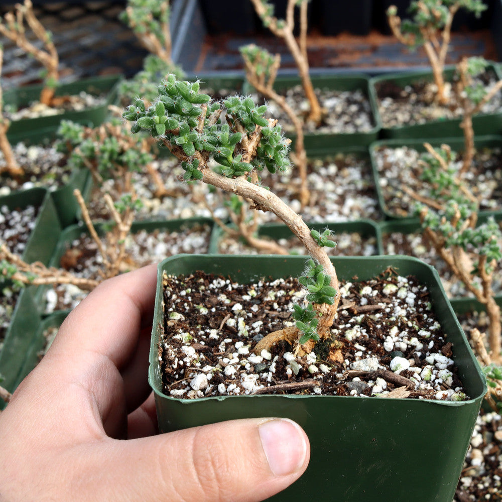 Trichodiadema bulbosum - African Bonsai [caudex] [large]