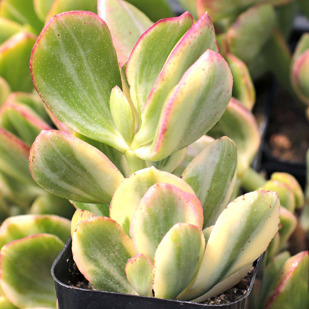 Crassula ovata 'Tricolor' - Jade Plant
