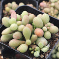 Tylecodon schaeferianus - Fairy Tale Plant