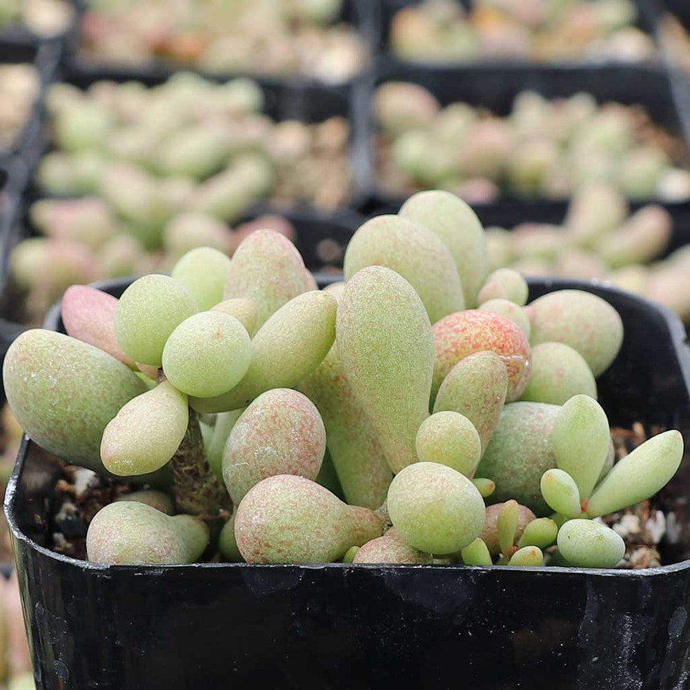 Tylecodon schaeferianus - Fairy Tale Plant