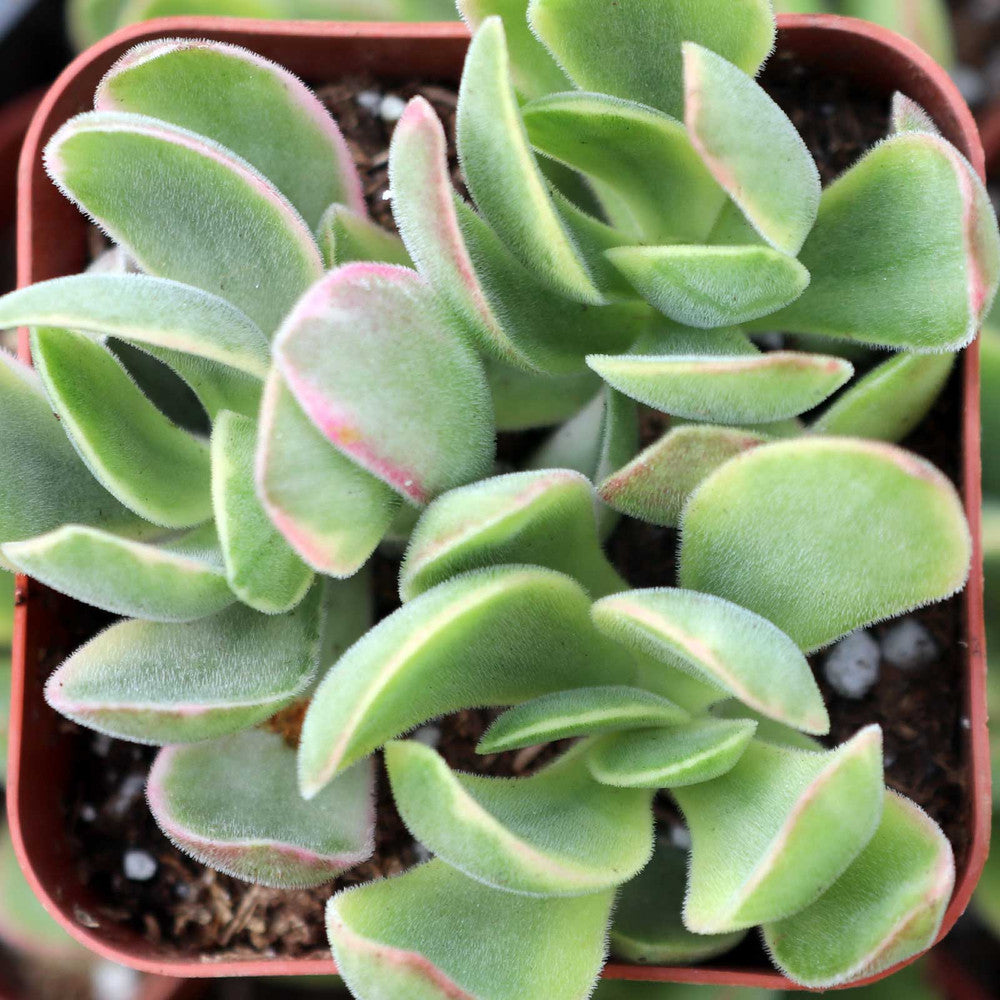 Crassula 'Variegated Money Maker'