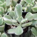 Cotyledon tomentosa - Variegated Bear's Paw