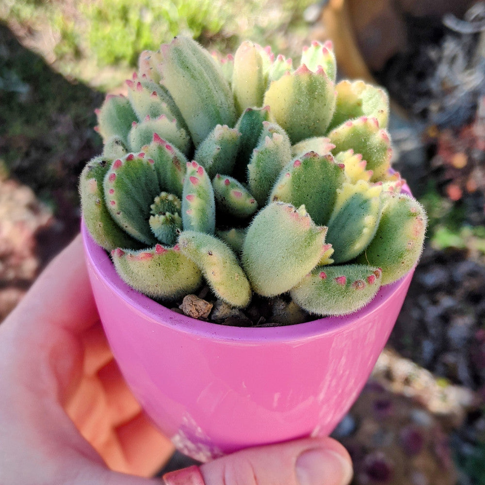 Cotyledon tomentosa - Variegated Bear's Paw