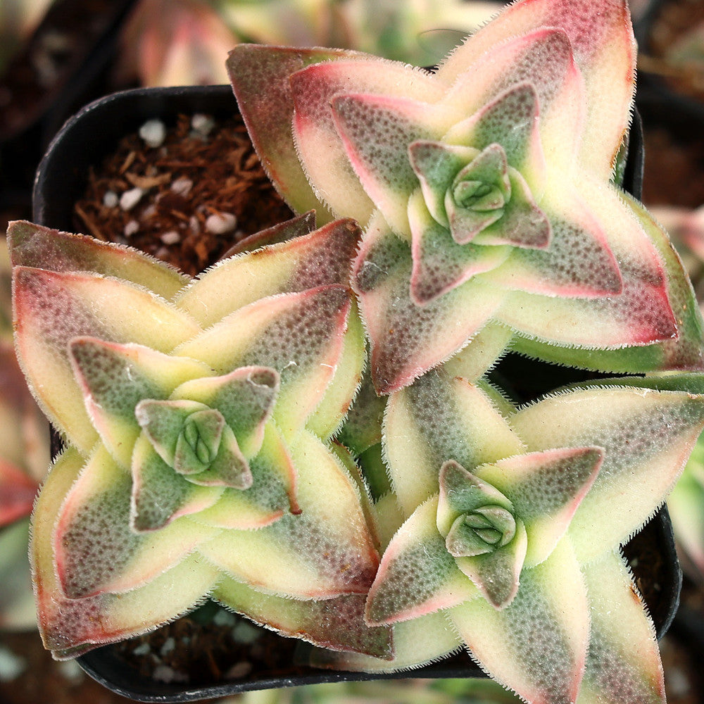 Crassula perforata f. variegata - Variegated String of Buttons