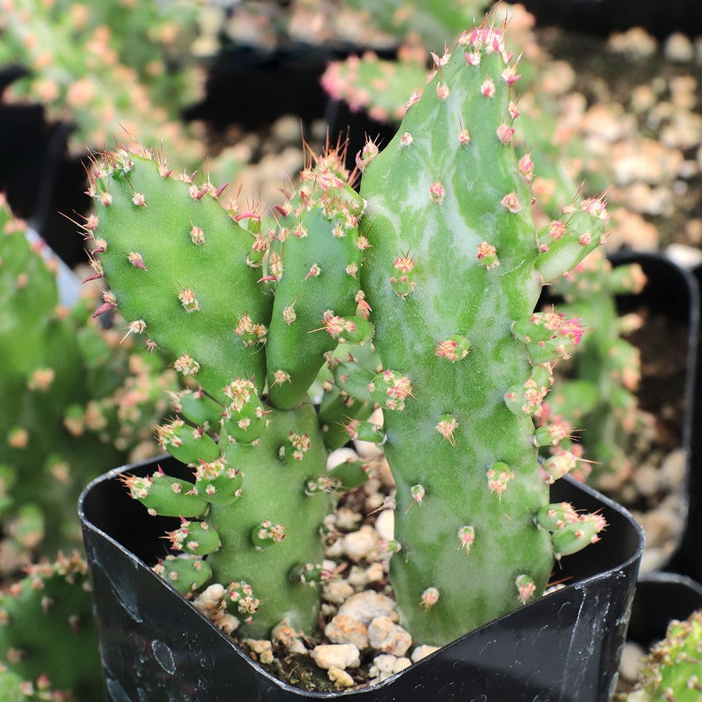 Opuntia monacantha variegata - Variegated Joseph's Coat