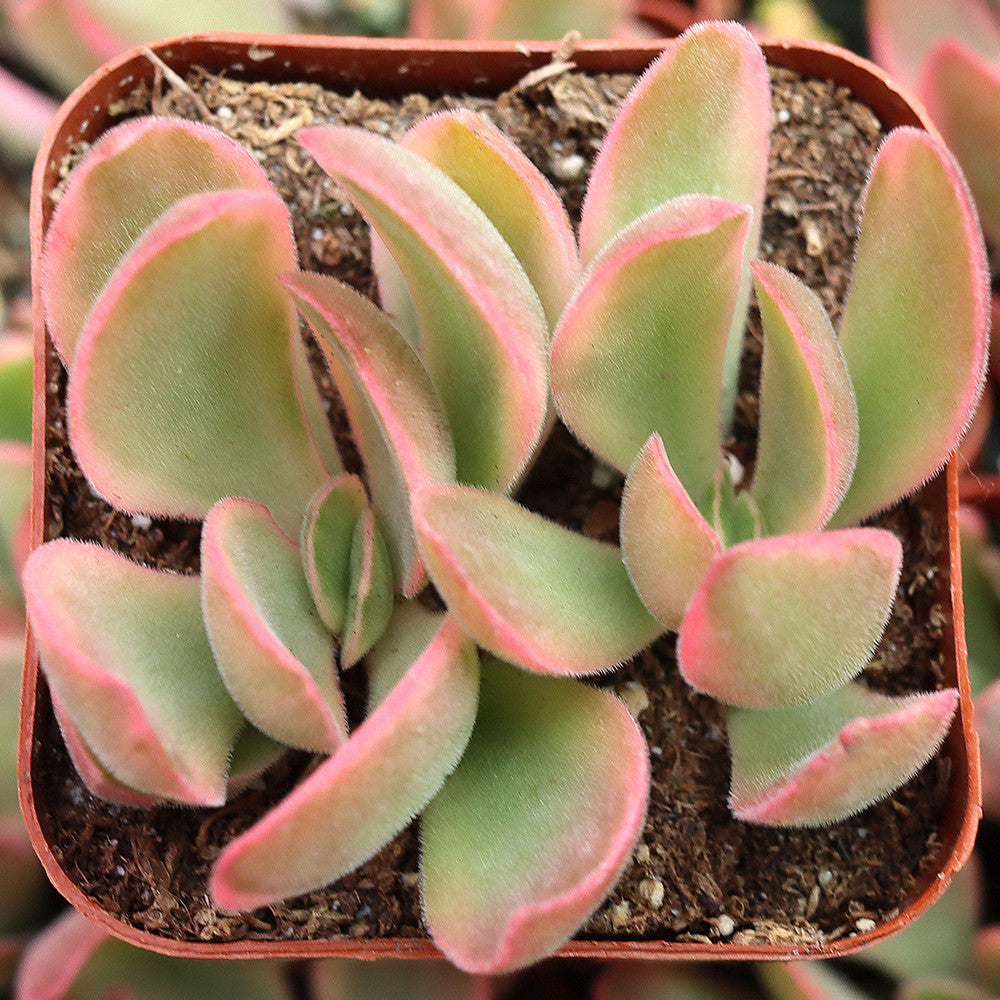 Crassula 'Variegated Money Maker'