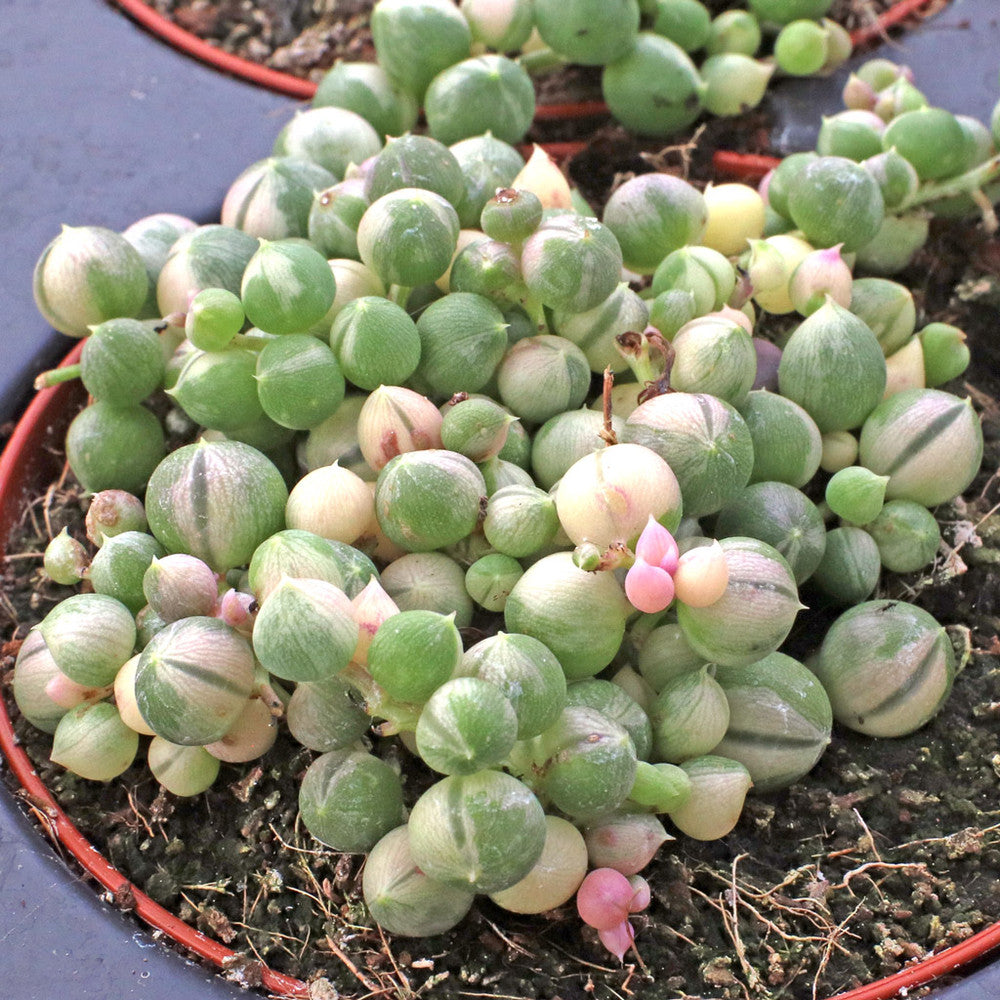 Senecio rowleyanus f. variegatus - Variegated String of Pearls [large]