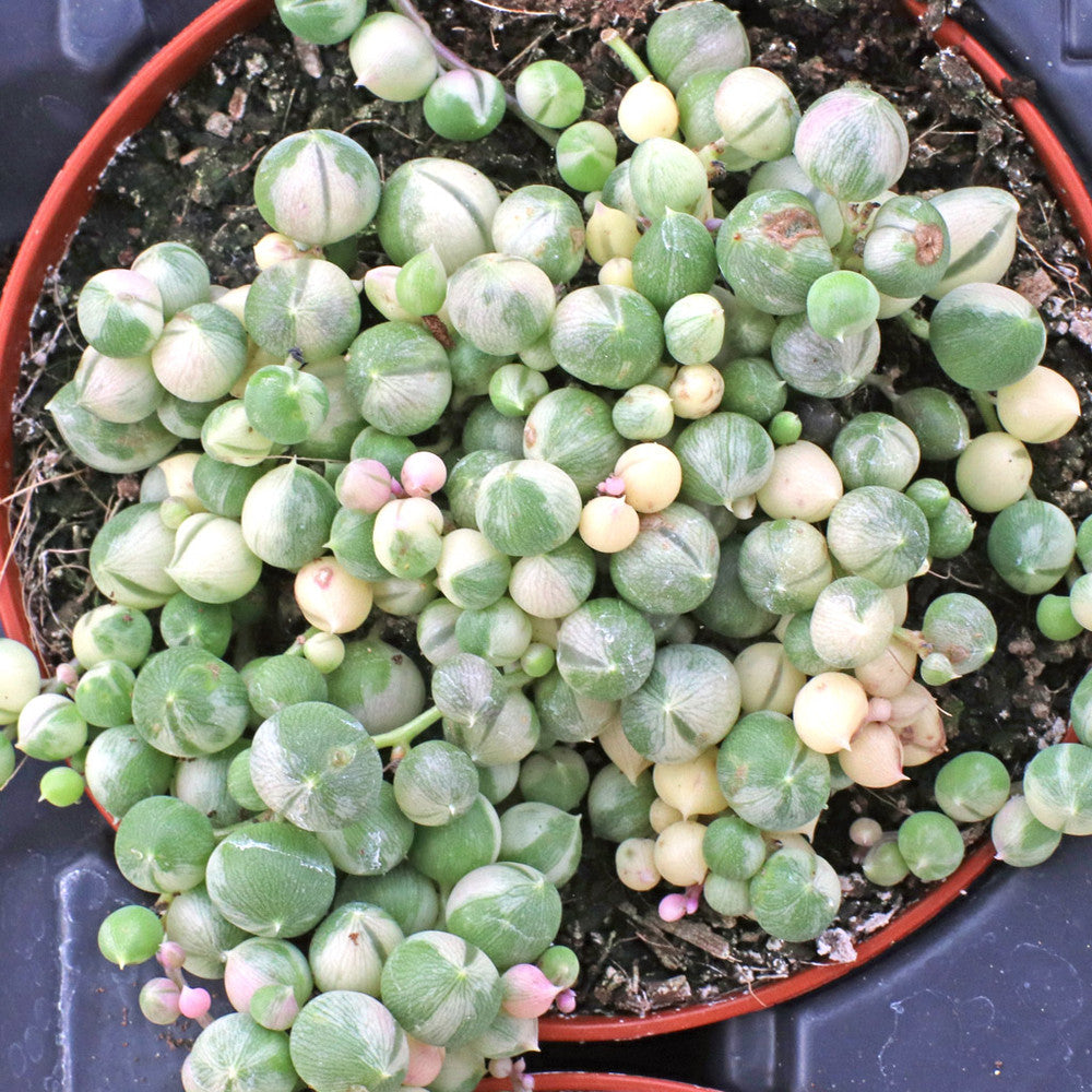 Senecio rowleyanus f. variegatus - Variegated String of Pearls [large]