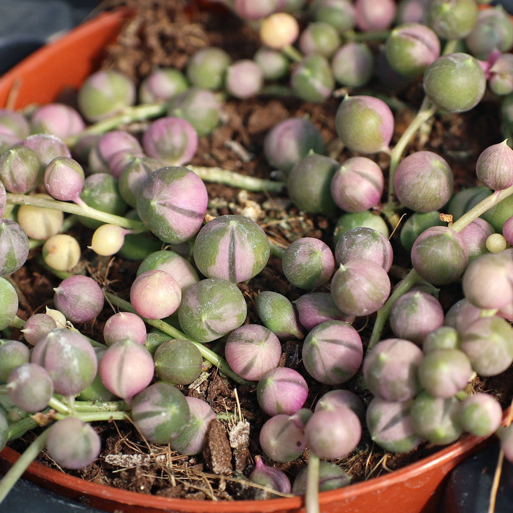 Senecio rowleyanus f. variegatus - Variegated String of Pearls [large]