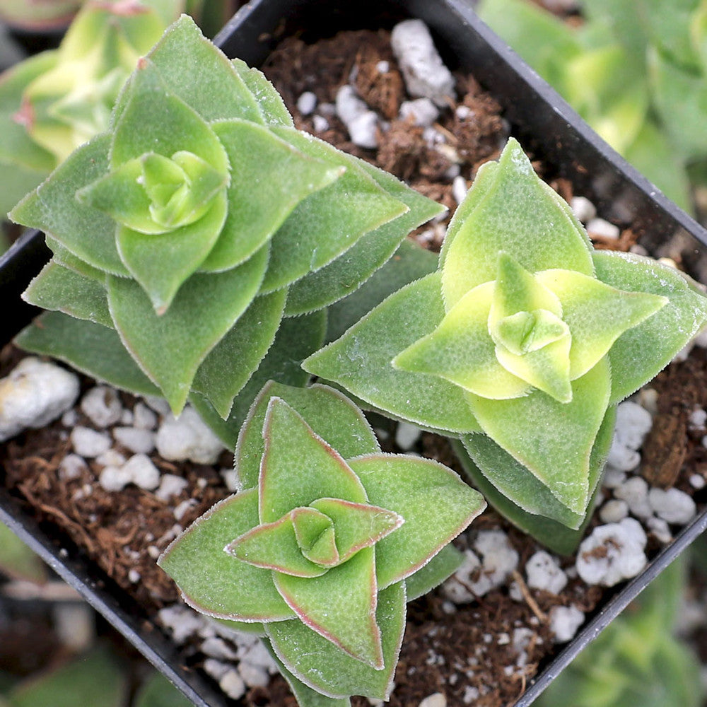 Crassula perforata f. variegata - Variegated String of Buttons