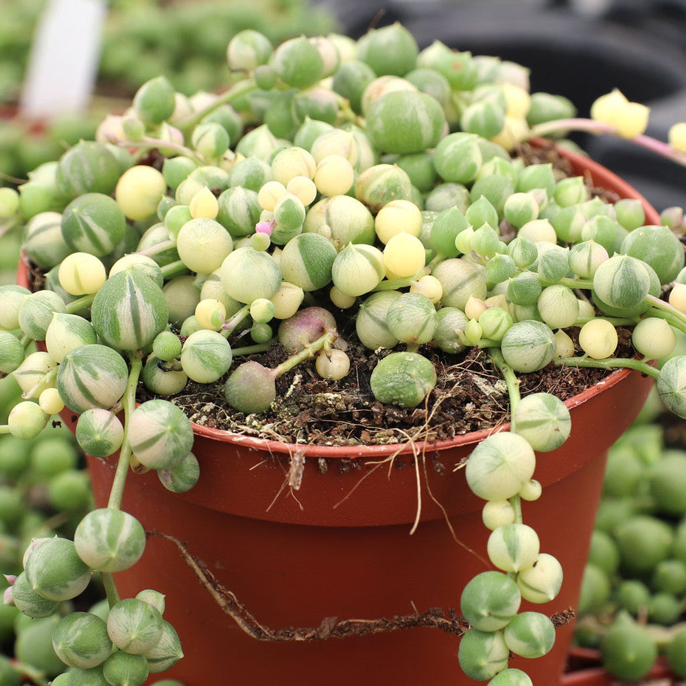 Senecio rowleyanus f. variegatus - Variegated String of Pearls [large]