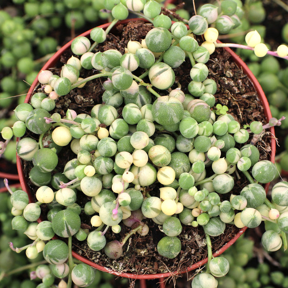 Senecio rowleyanus f. variegatus - Variegated String of Pearls [large]