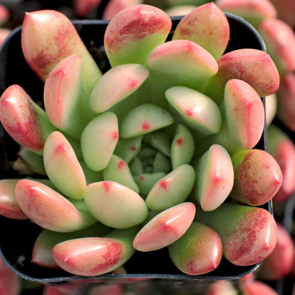 Graptoveria 'Bashful'