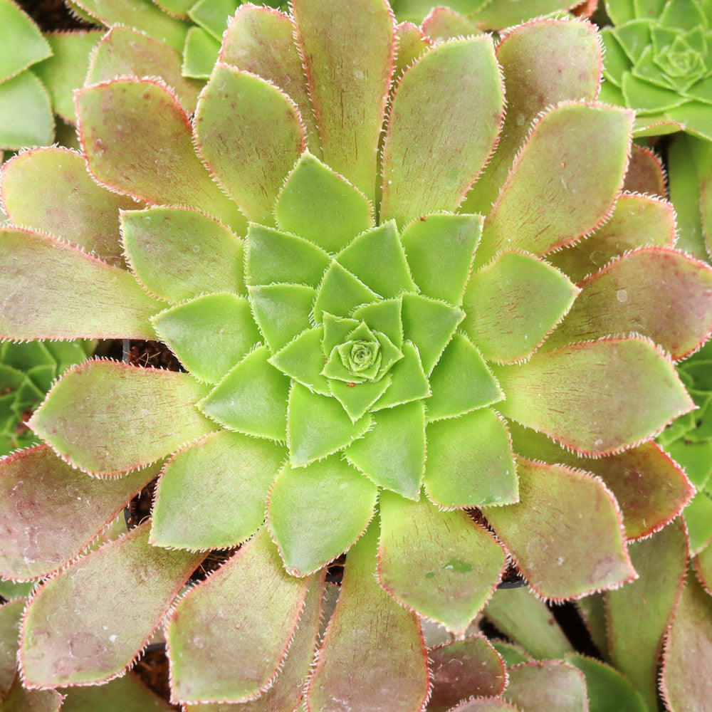 Semponium 'Sienna'