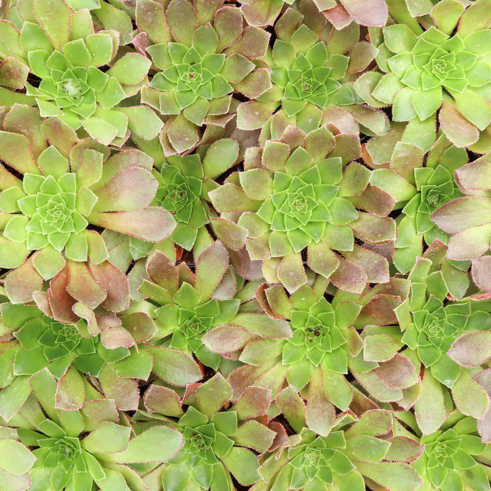Semponium 'Sienna'