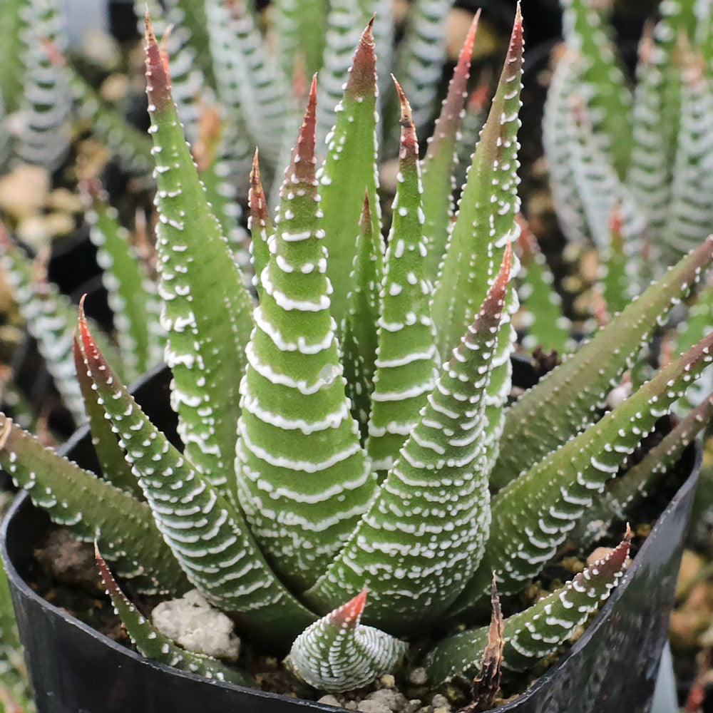 Haworthia fasciata - Zebra Plant